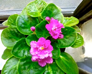 my violets are turning violet!