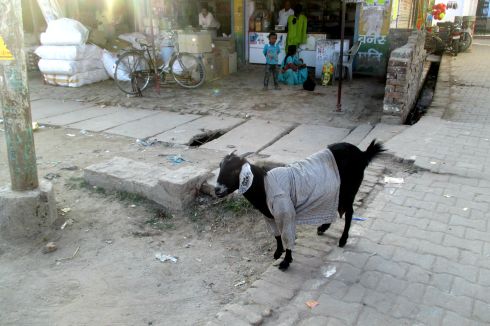 This goat is wearing a shirt