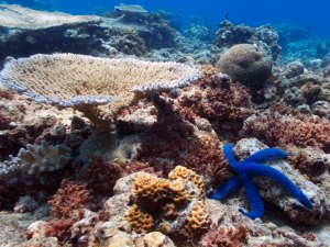 Blue starfish.  jellyfish that dont sting