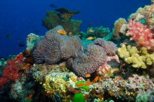 rain-forest of the sea