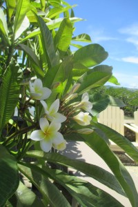 I want my garden to marry this flower.