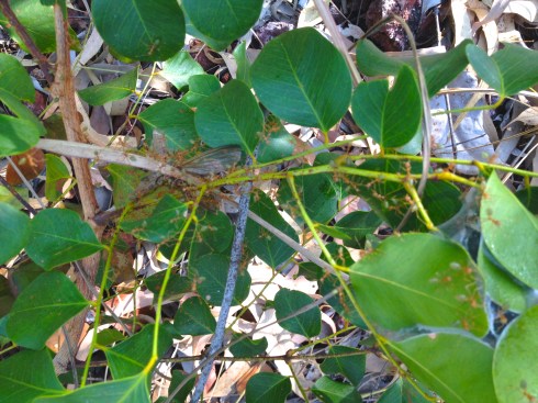 The dreaded Green Ant.  Aka DamnANT! aka disappointmANT