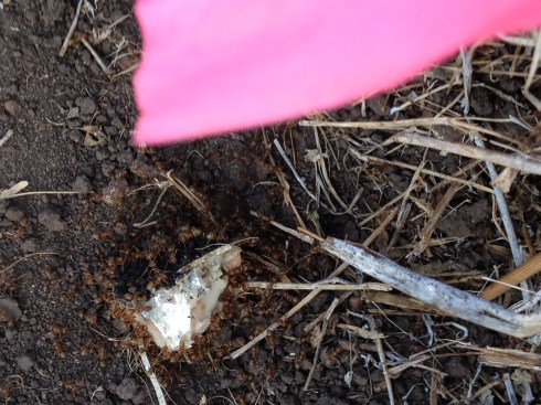 Turns out they like cat food.