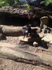 We went to the Tasmanian Devil Park!